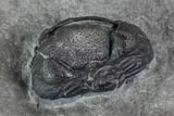 Enrolled Eldredgeops (Phacops) Trilobite - New York #95938-3